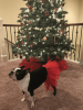 Red Christmas Dog Tutu Skirt (XXXL)
